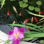 goldfish pond