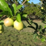 apples-on-tree