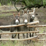 donkey trio