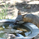 drinking-fox