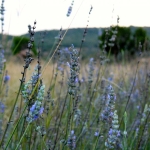 lavender hill