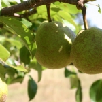 pears-on-tree