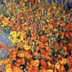 Many Marigolds