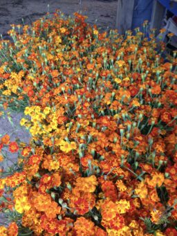 Many Marigolds